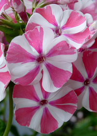 Phlox paniculata 'Peppermint Twist'